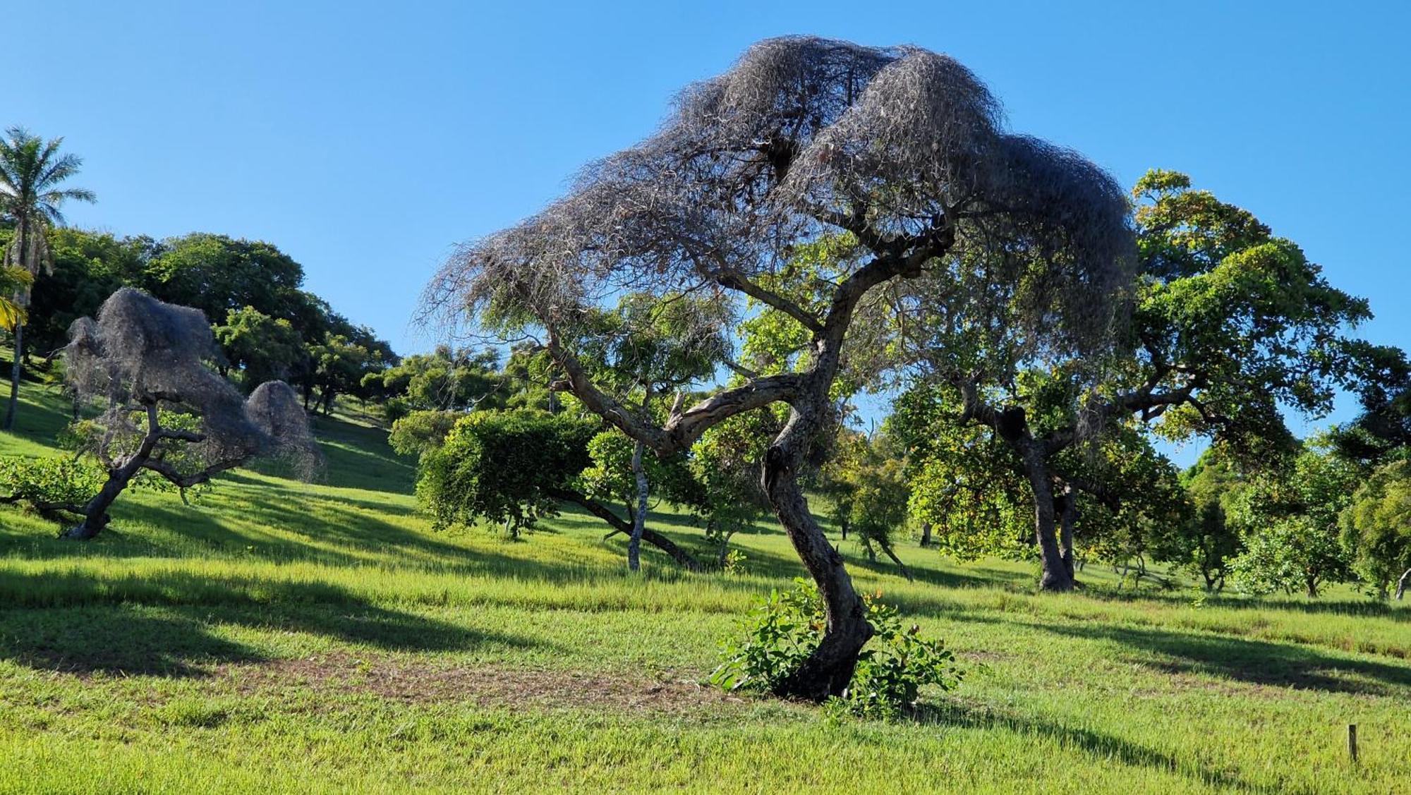 Pousada Casa Da Edinha Velha Boipeba ภายนอก รูปภาพ