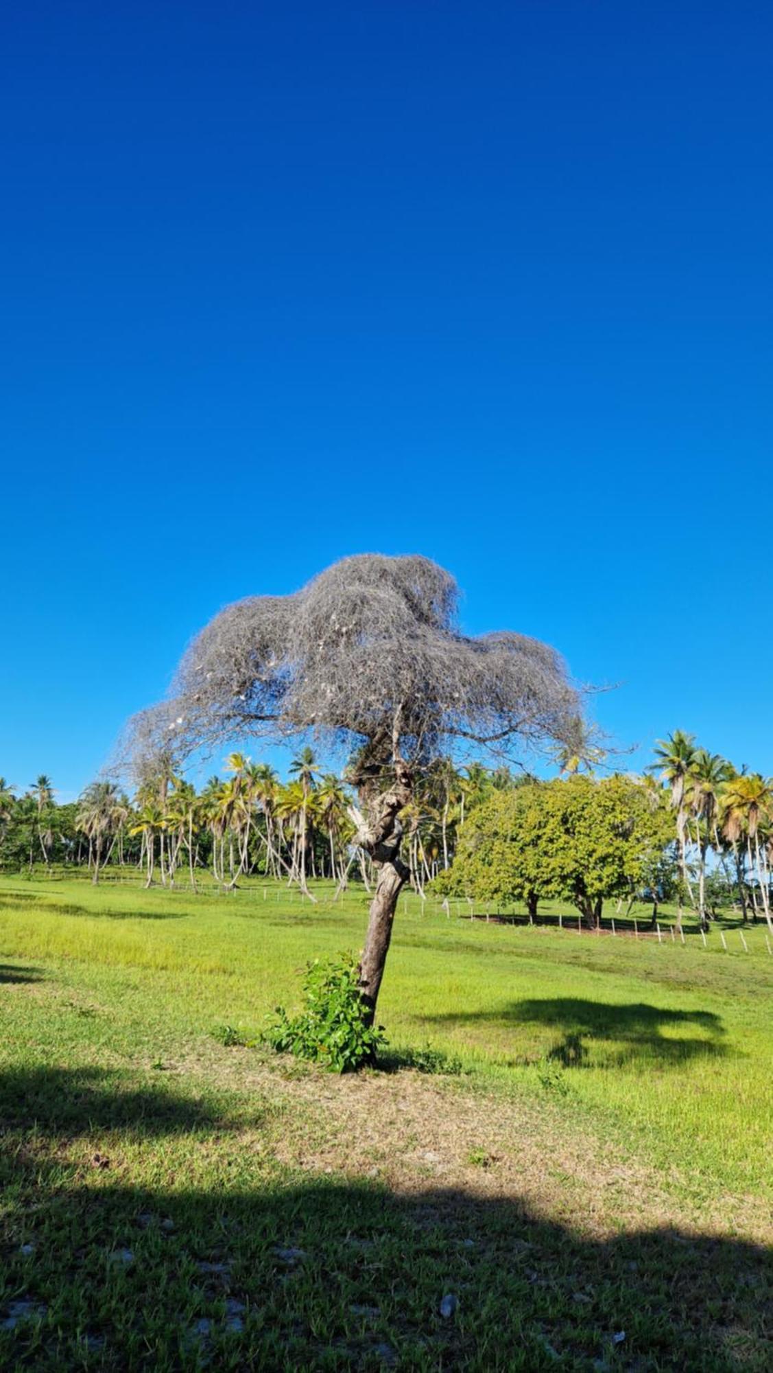 Pousada Casa Da Edinha Velha Boipeba ภายนอก รูปภาพ